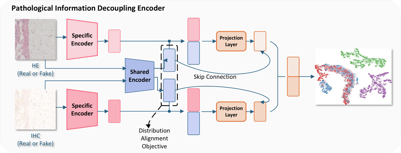 Architecture for HER2 expression prediction with flexible multimodal inputs